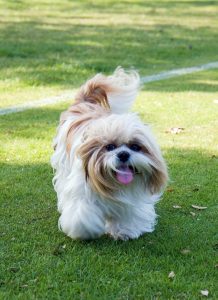 A shih tzu