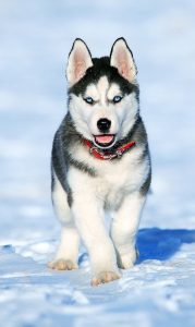 A husky