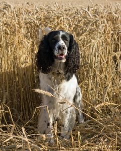 A Springer Spaniel