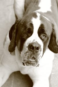 A Saint Bernard