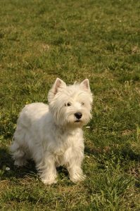 A westie