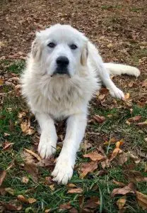 A Great Pyrenees