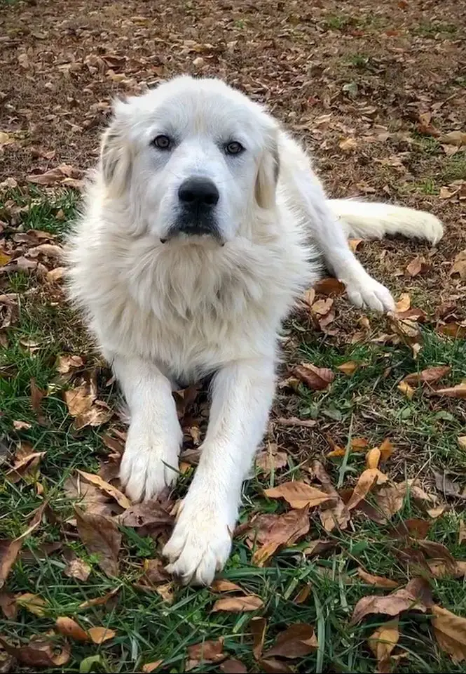 Do Great Pyrenees Shed? Great Pyrenee Shedding Guide!