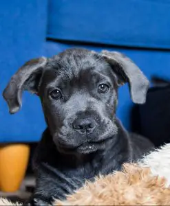 A cane corso