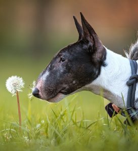 A bull terrier