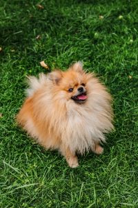 A Pomeranian