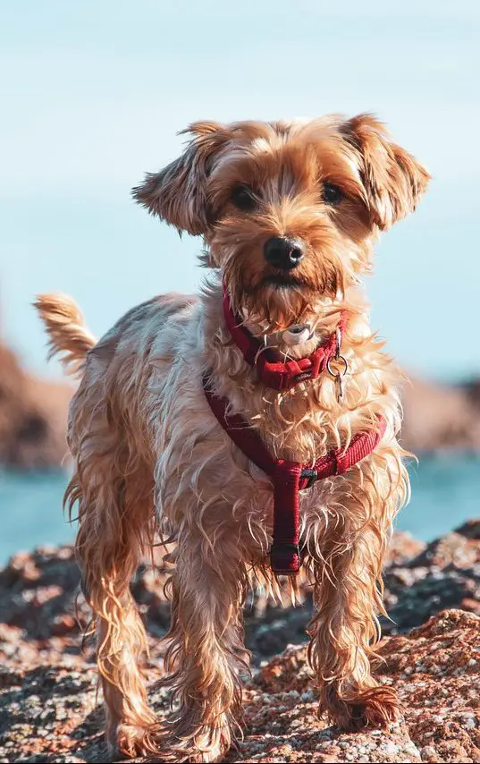 Do Yorkie Poos Shed? Yorkie Poo Shedding Guide!