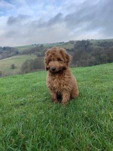 A cockapoo