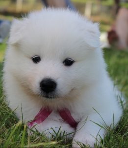 A samoyed