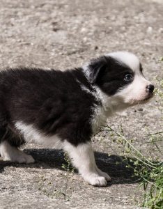 A border collie