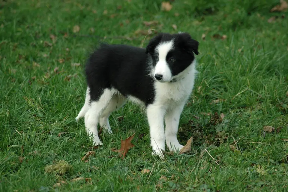 A border collie puppy