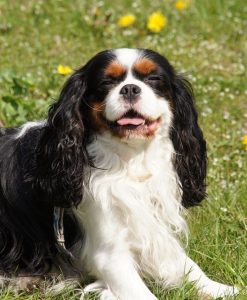 A spaniel