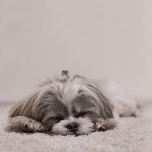 A shih tzu