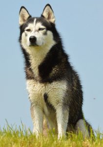 A type of husky