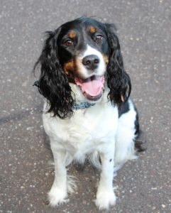 A Springer Spaniel