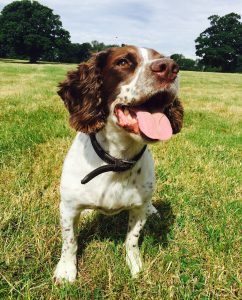 A Springer Spaniel