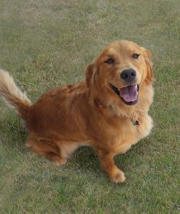 A Golden Retriever