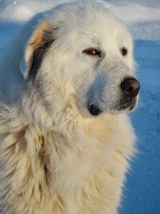 A Great Pyrenees