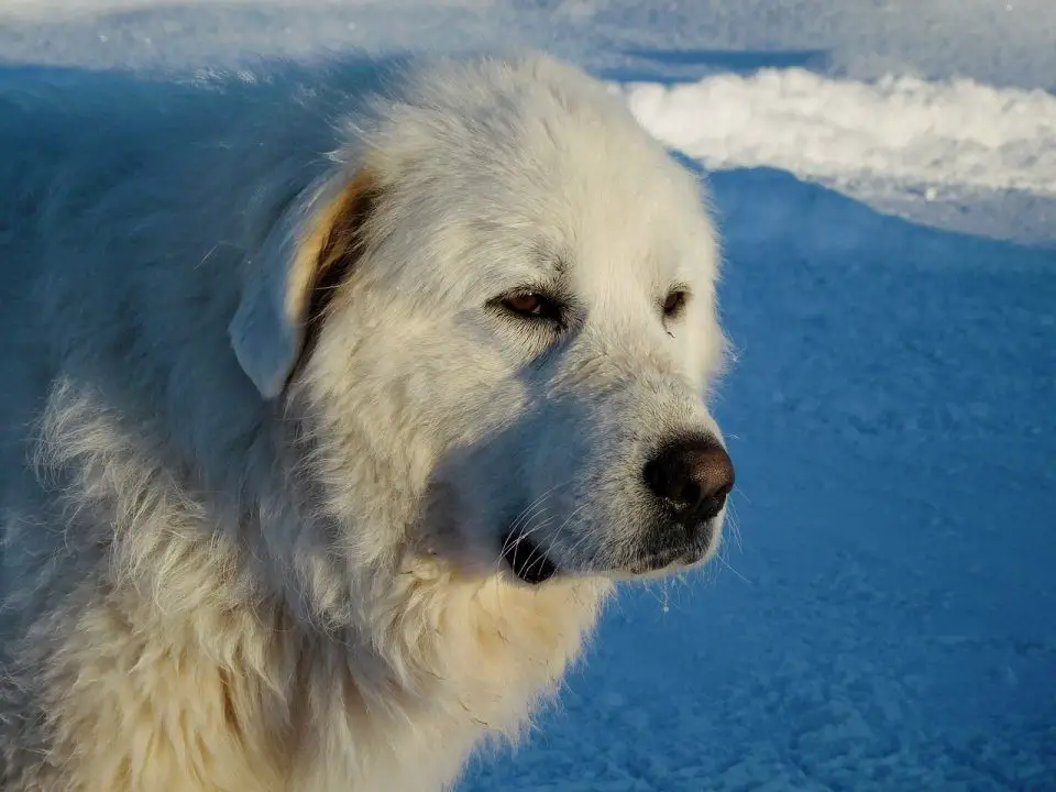 A Great Pyrenees