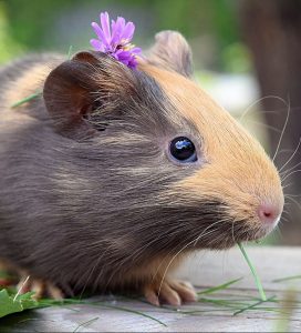 A guinea pig