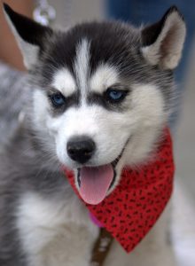 A husky