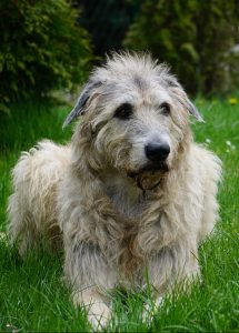 Um cão de caça irlandês