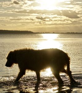 A Irish Wolfhound