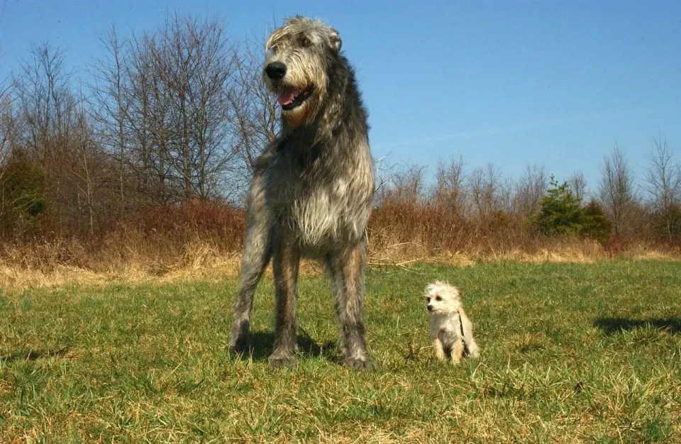 A Irish Wolfhound