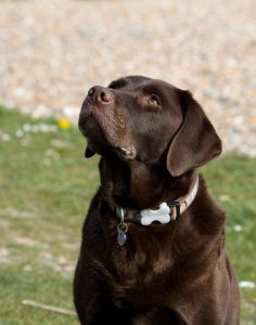 A labrador