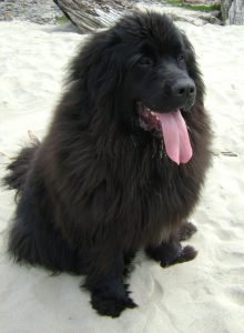 newfoundland dog shedding