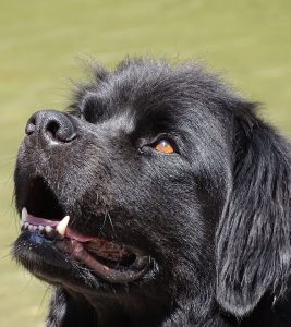 A newfoundland