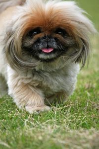 A Pekingese