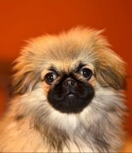 A Pekingese