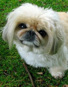 A Pekingese