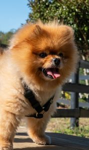 A Pomeranian