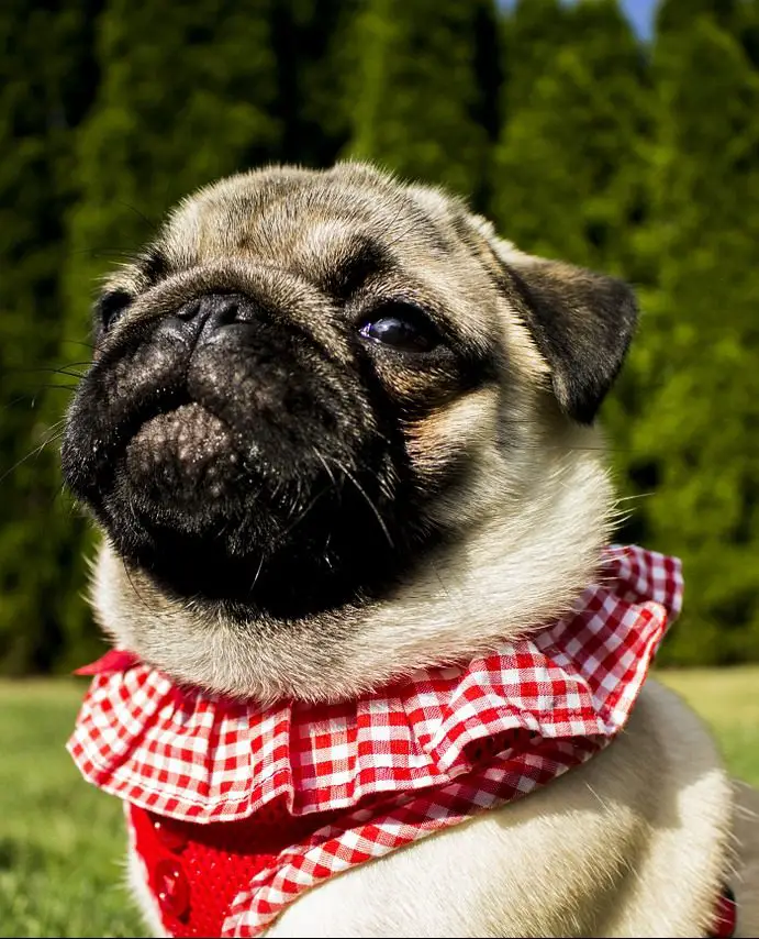 Best Harness for a Pug 7 Great Options for 2020!