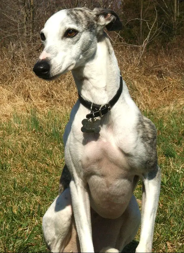 Do Whippets Shed? A Full Whippet Shedding Guide!