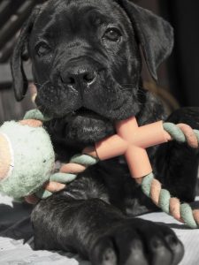 A Cane Corso