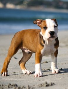 Rhodesian Ridgeback Pitbull Mix Guide