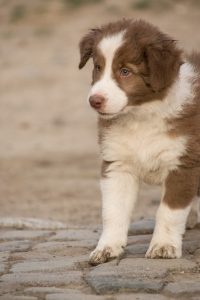 A border collie