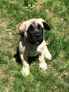 how much does an english mastiff shed