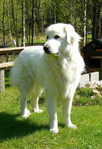 A Great Pyrenees