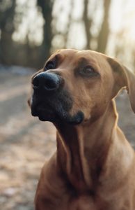 A Rhodesian Ridgeback