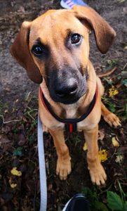 Rhodesian Ridgeback