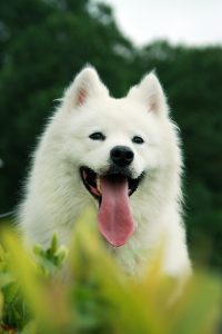 A samoyed