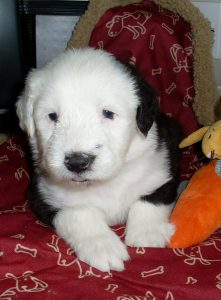 A old English sheepdog