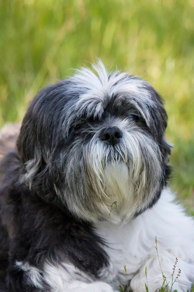 Do Shih Tzus Shed? Shih Tzu Shedding Guide!