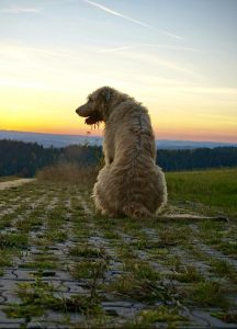 A Irish Wolfhound