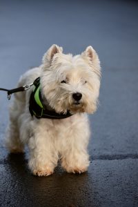 westie shedding westies shed