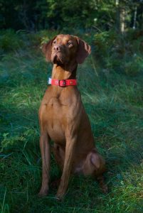 A Vizsla